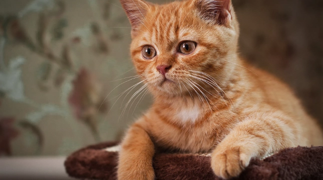 貓咪誤食異物緊急處理