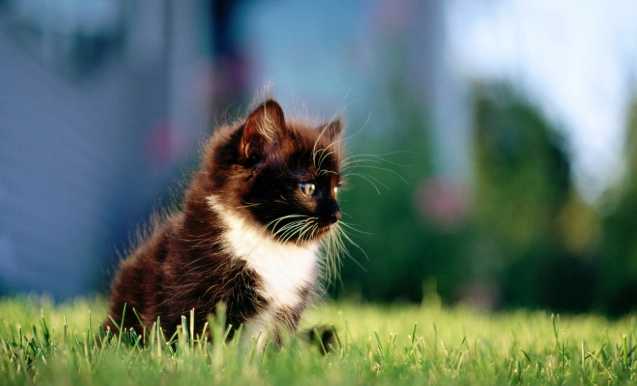 貓咪誤食異物緊急處理