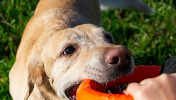 狗 可以吃 紅蔥頭 嗎