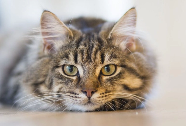 貓 巧克力 中毒