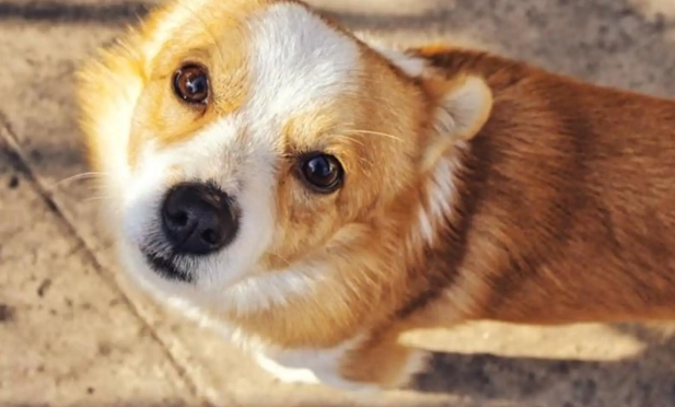 塑膠中毒狗症狀