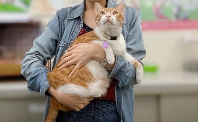 貓 吃 到 巧克力 怎麼辦