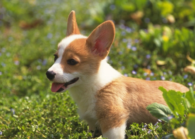 狗狗誤食巧克力