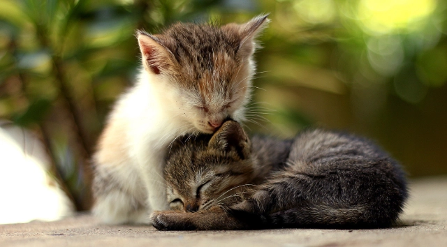 貓咪塑膠中毒症狀