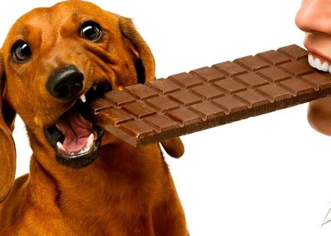 狗狗 吃 巧克力 症狀