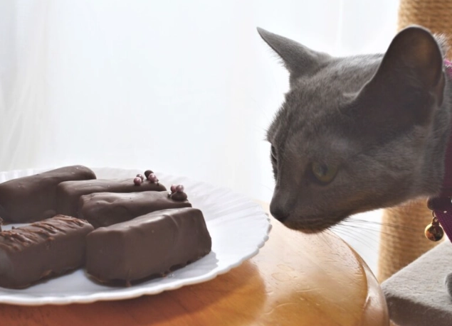 貓吃巧克力症狀