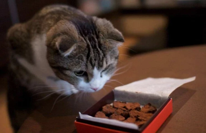 狗巧克力中毒時間