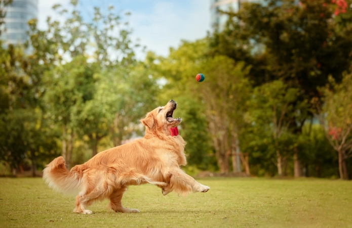 巧克力對狗的毒性