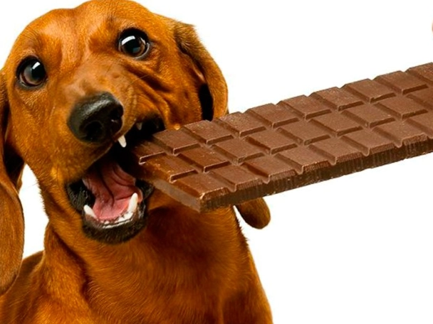 狗能吃巧克力嗎