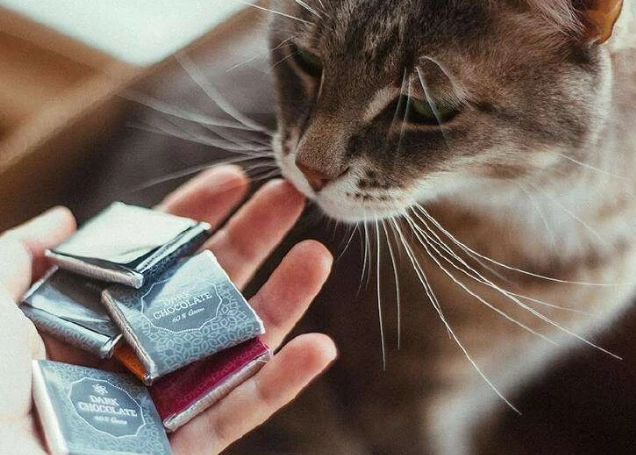 貓吃巧克力怎麼辦
