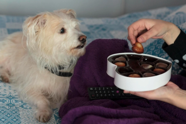 狗巧克力中毒