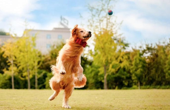 巧克力對狗的危害