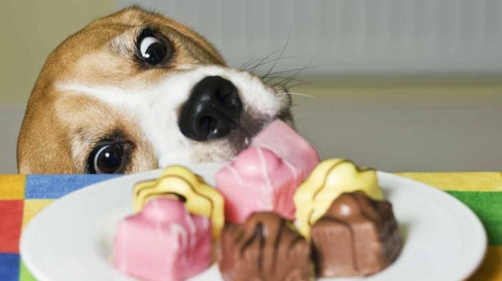 狗能吃巧克力嗎