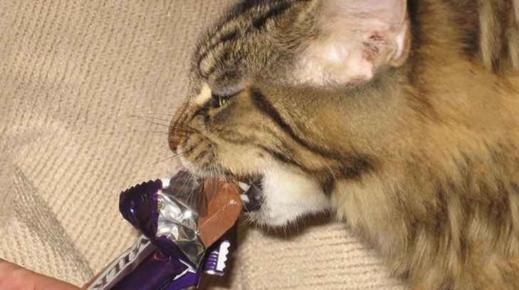 巧克力對狗的影響