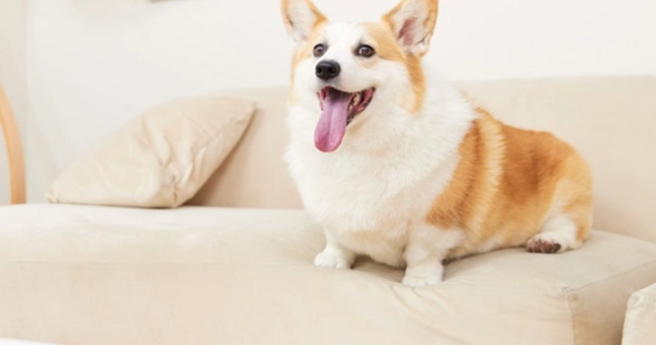 狗狗吃巧克力急救