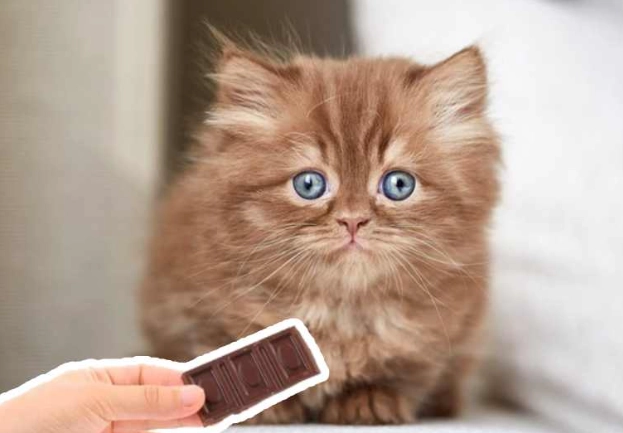 貓咪巧克力中毒