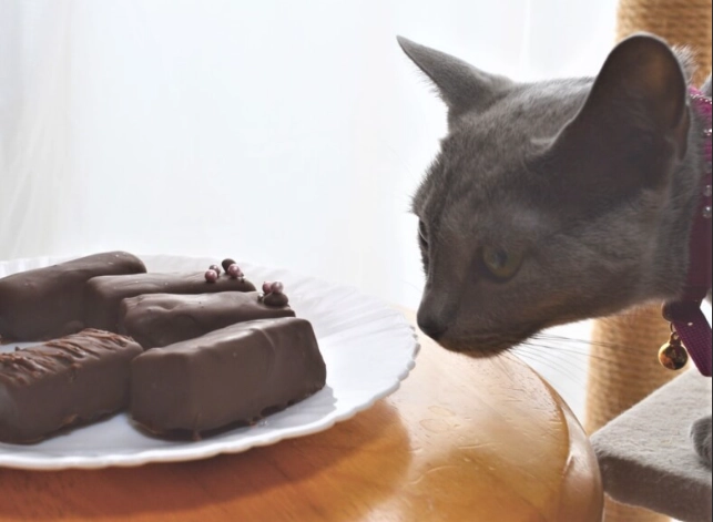 狗吃巧克力怎麼辦