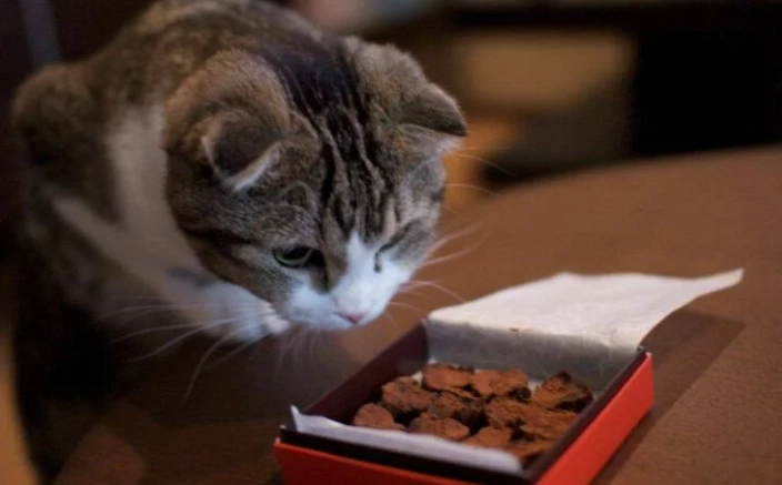 貓吃巧克力怎麼辦