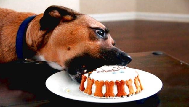 巧克力對狗的毒性