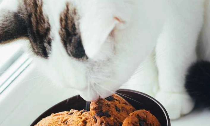 巧克力對貓的危害