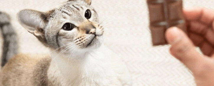 巧克力對狗有毒