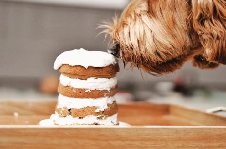 狗狗吃巧克力中毒