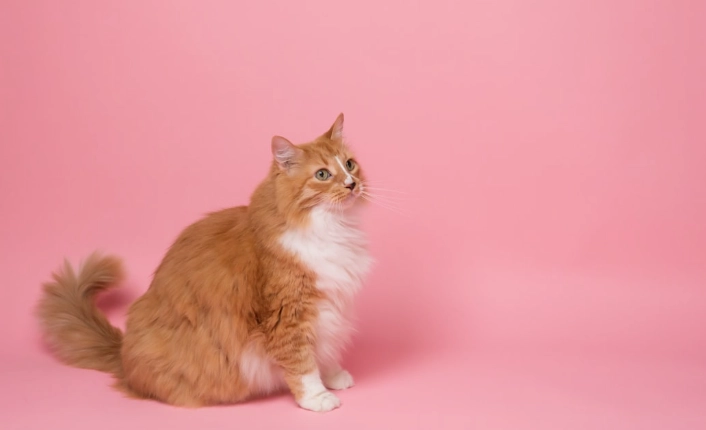 貓咪吃巧克力會死嗎