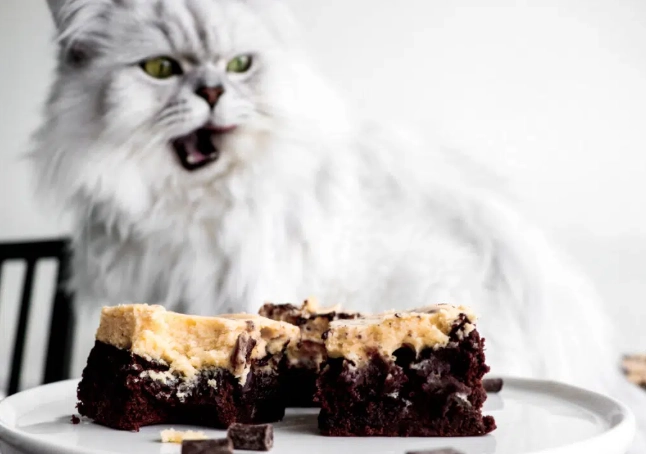 狗吃到巧克力症狀