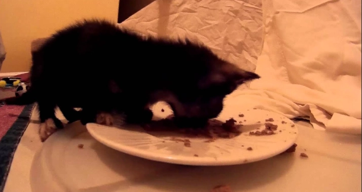 巧克力對狗的影響