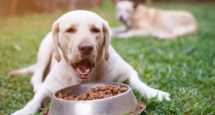 巧克力對狗的危害