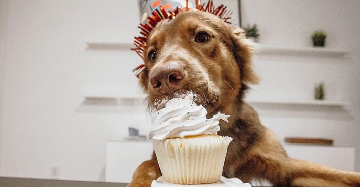 狗狗誤食巧克力處理