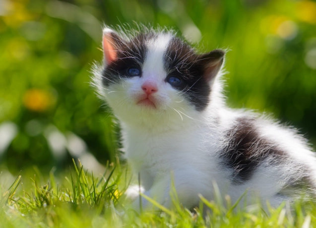 貓咪誤食異物症狀