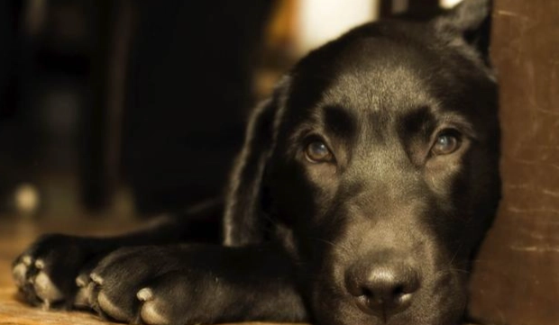 狗是夜行性動物嗎