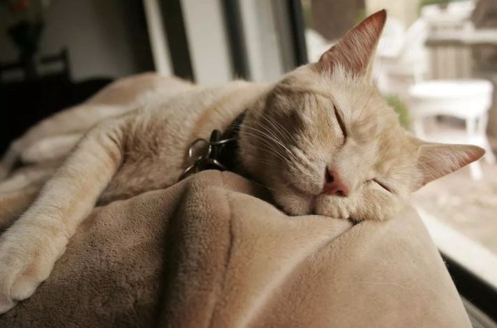 貓活動時間照顧