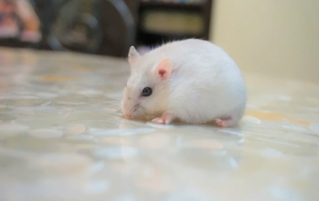 倉鼠 品種 差異