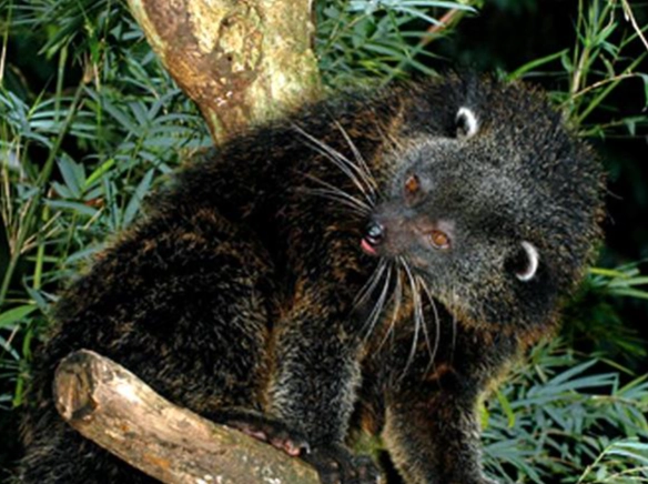 夜行性動物台灣