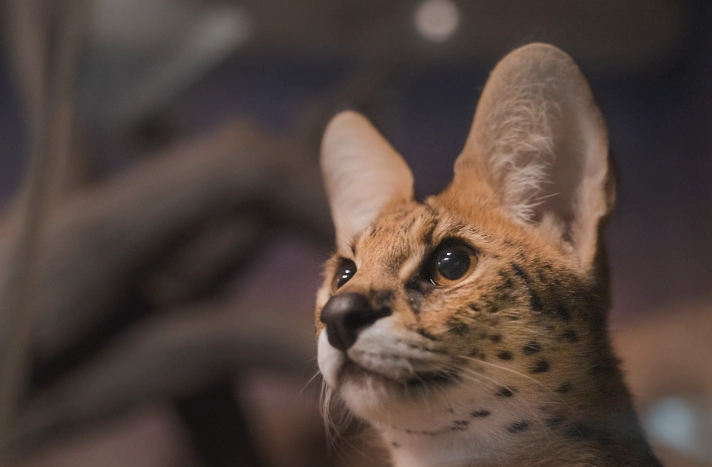 夜間觀察動物技巧