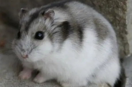 三線鼠毛色護理