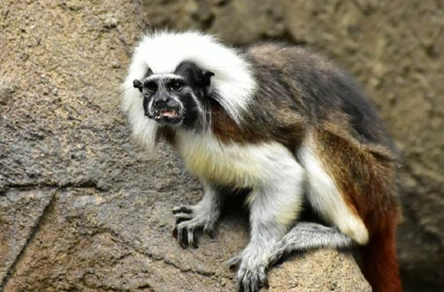 日行性動物習性