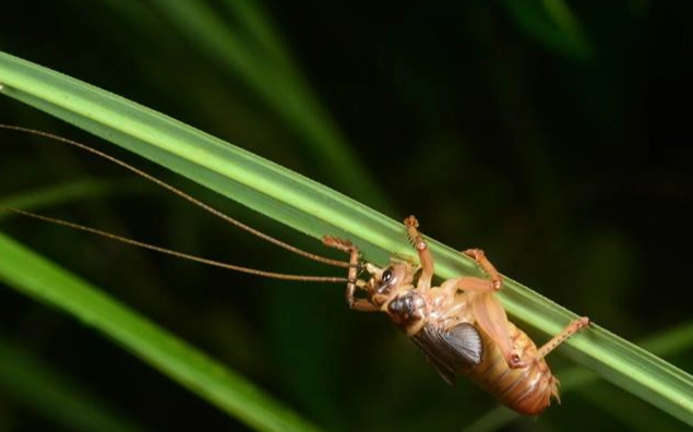 夜行性昆蟲 觀察