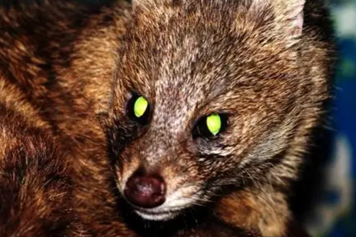 夜行性寵物飼養