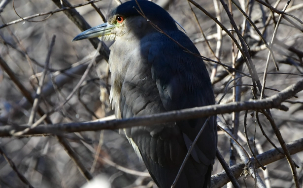 夜行性鳥類 台灣