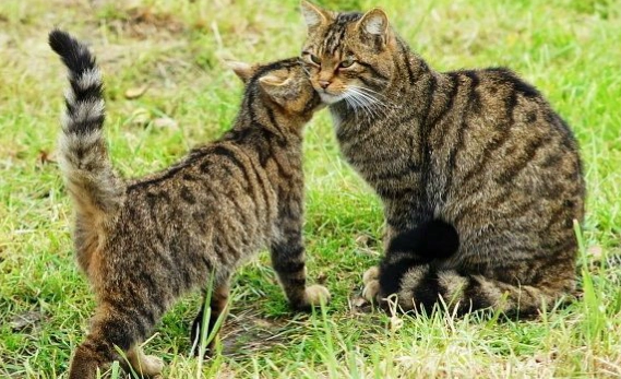 貓咪整夜盯著看