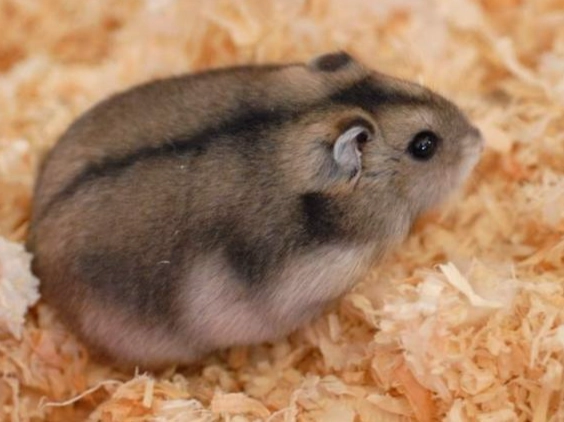 倉鼠顏色遺傳