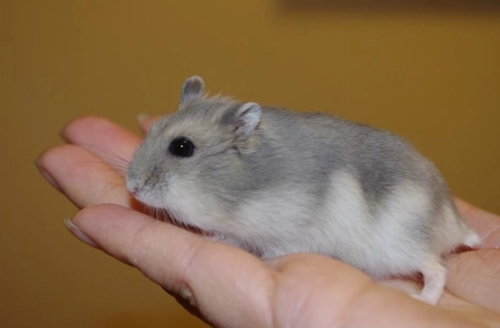 三線鼠毛色護理