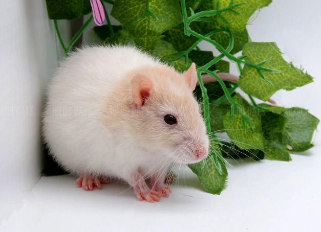 寵物鼠花色介紹