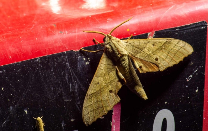 夜行性昆蟲 觀察