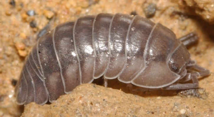 台灣夜行性昆蟲