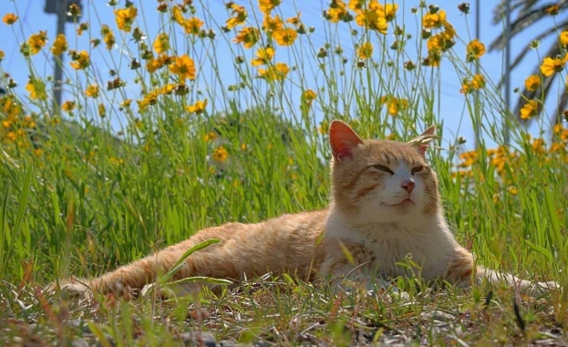 貓咪晚上不睡覺