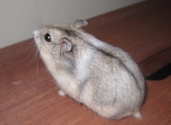 倉鼠顏色遺傳